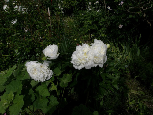 Duchesse de Nemours #kwiaty #ogród #róże
