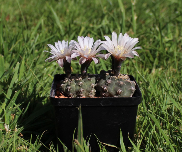 Gymnocalycium stellatum v. flavispinum STO 416