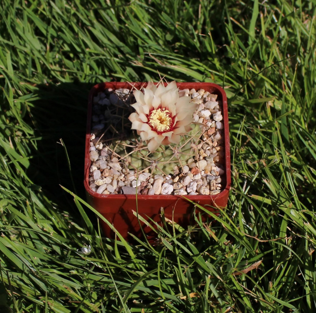 Gymnocalycium ochoterenae v. scoparium GN 98/245