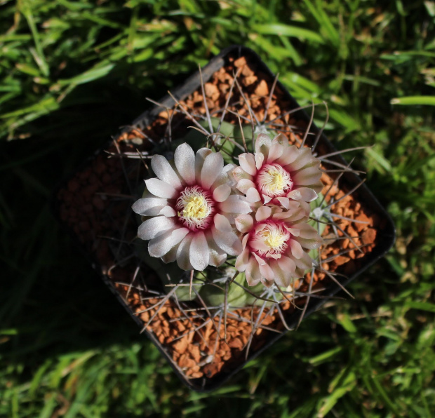 Gymnocalycium ochoterenae v. polygonum