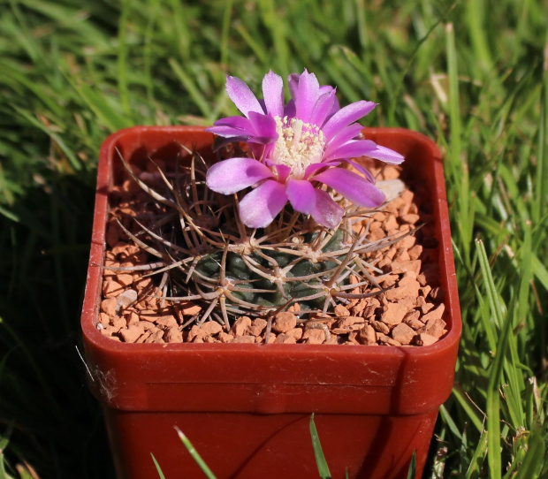 Gymnocalycium neuhuberii VS 7