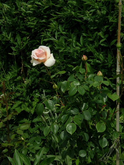 nn #kwiaty #ogród #róże