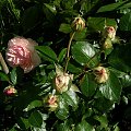 Pierre Ronsard #kwiaty #ogród #róże