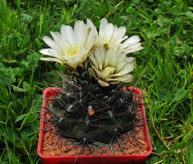 Gymnocalycium borthii