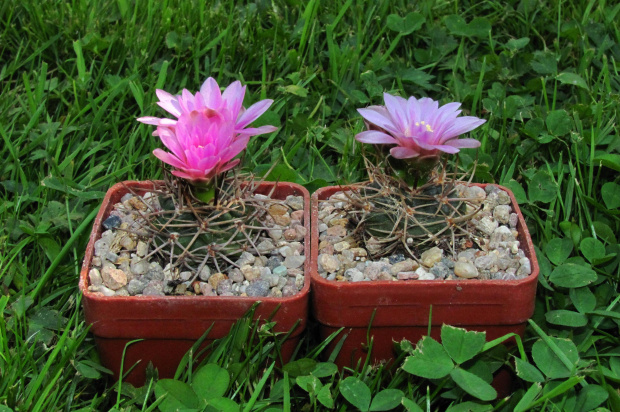 Gymnocalycium neuhuberii LB 289