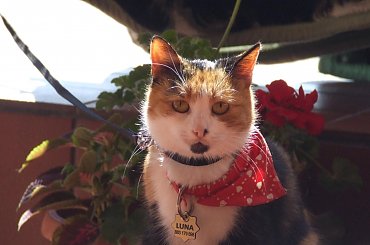 Lu #kot #koty #kwiatki #lilie