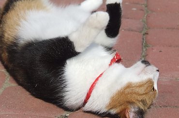 Lu #kot #koty #kwiatki #lilie