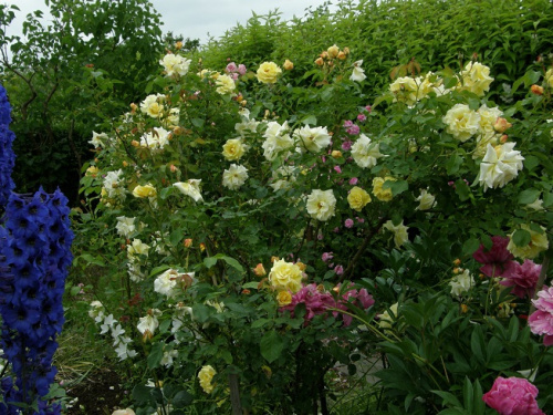 Golden Showers #kwiaty #ogród #róże