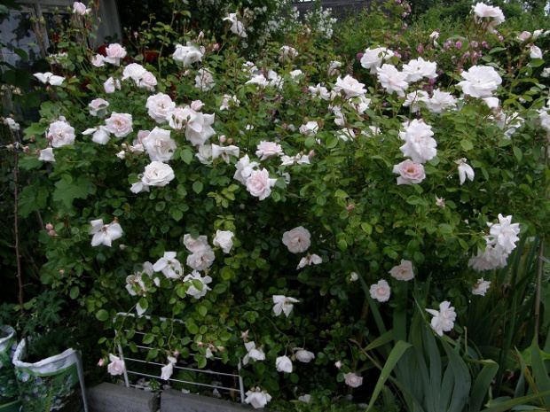 New Dawn #kwiaty #ogród #róże