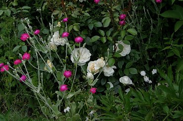 Lion Rose #kwiaty #odród #róże