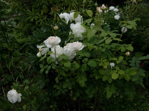Sebastian Kneipp i Mrs Edlund #kwiaty #ogród #róże