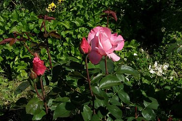 Carina #kwiaty #ogród #róże