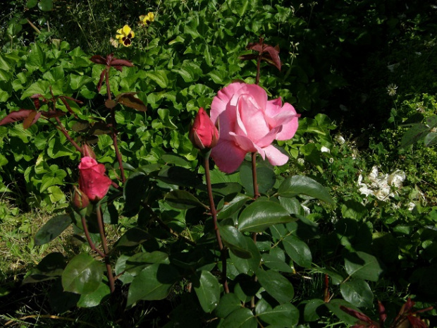 Carina #kwiaty #ogród #róże