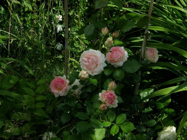 Pierre Ronsard #kwiaty #ogród #róże