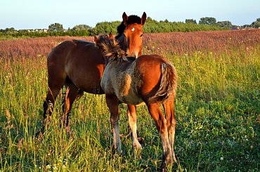#koń #suwalki