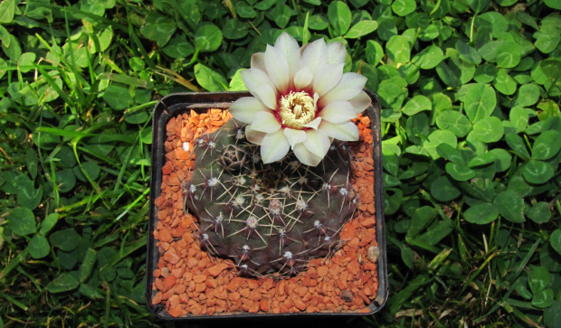 Gymnocalycium stellatum