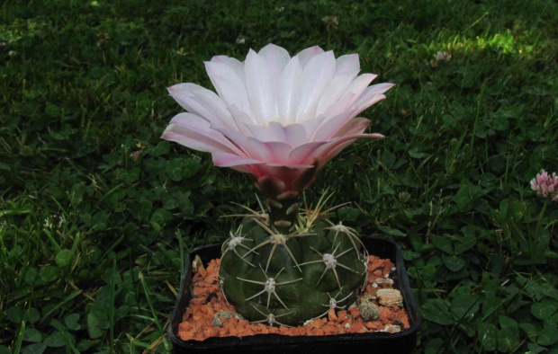 Gymnocalycium rosanthemum n.n.