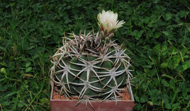 Gymnocalycium ferox v. ferocior