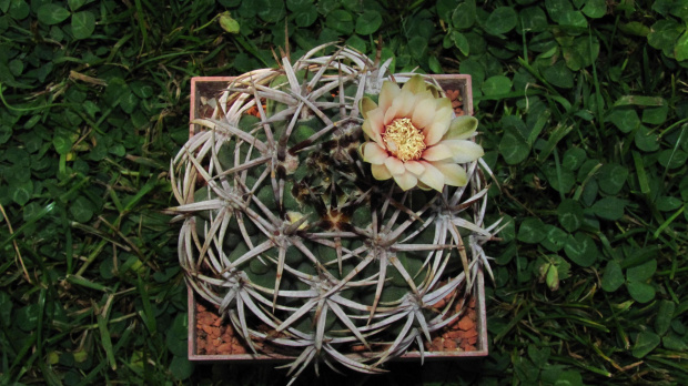 Gymnocalycium ferox v. ferocior