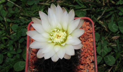 Gymnocalycium gaponii JL 417