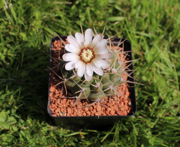 Gymnocalycium moserianum