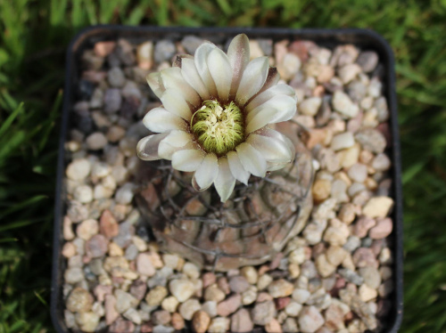 Gymnocalycium bodenbenderianum