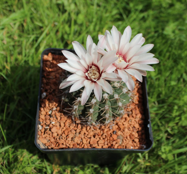 Gymnocalycium stellatum