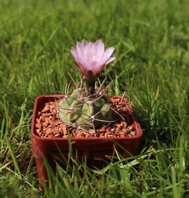 Gymnocalycium kroenleinii WR 805