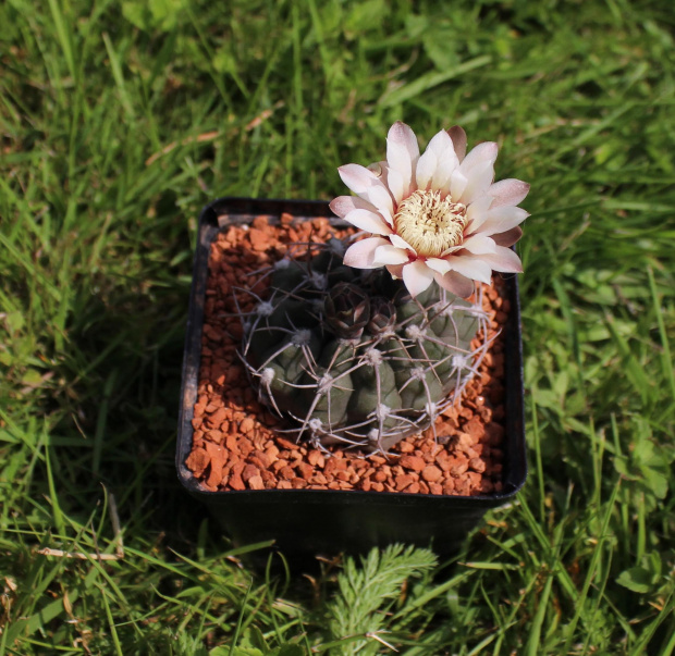 Gymnocalycium moserianum B 56