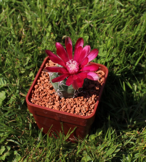 Gymnocalycium baldianum