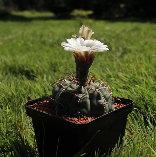 Gymnocalycium vatteri