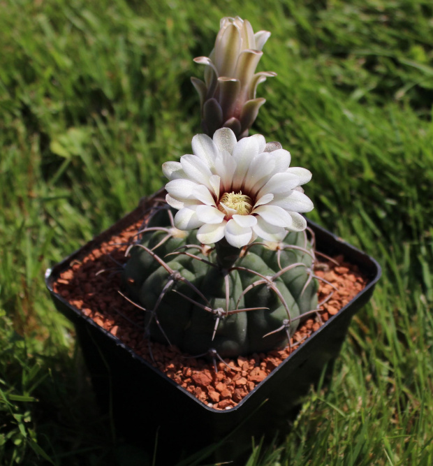 Gymnocalycium vatteri