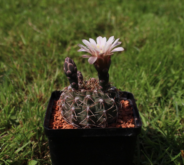 Gymnocalycium bodenbenderianum L 531