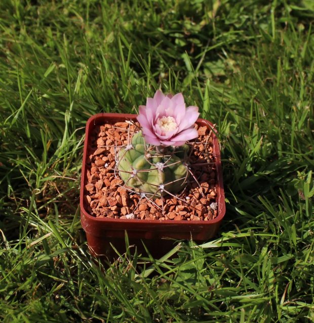 Gymnocalycium kroenleinii WR 805