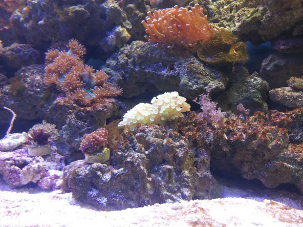 Koralowce