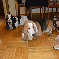 bassety