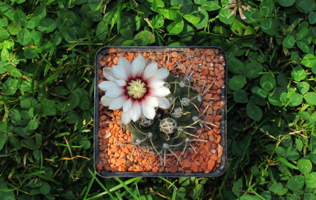 Gymnocalycium intertextum CH 2035