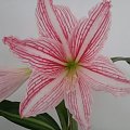 Hippeastrum Reticulatum #Retikulatum