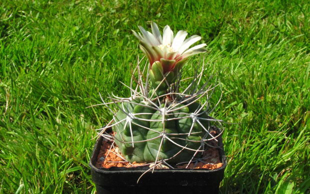 Gymnocalycium valnicekianum