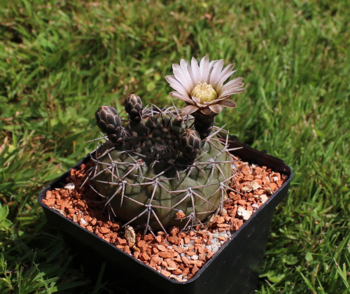 Gymnocalycium bodenbenderianum P 206?