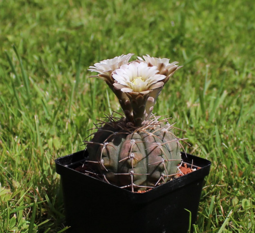 Gymnocalycium triacanthum