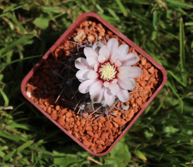 Gymnocalycium ochoterenae v. cinereum LB 389