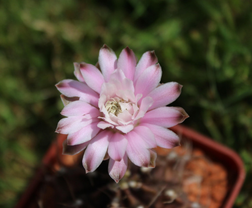 Gymnocalycium mihanovichii var. piraretaense