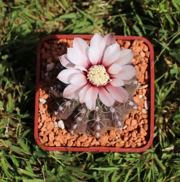 Gymnocalycium quehlianum v. albispinum WR 103a