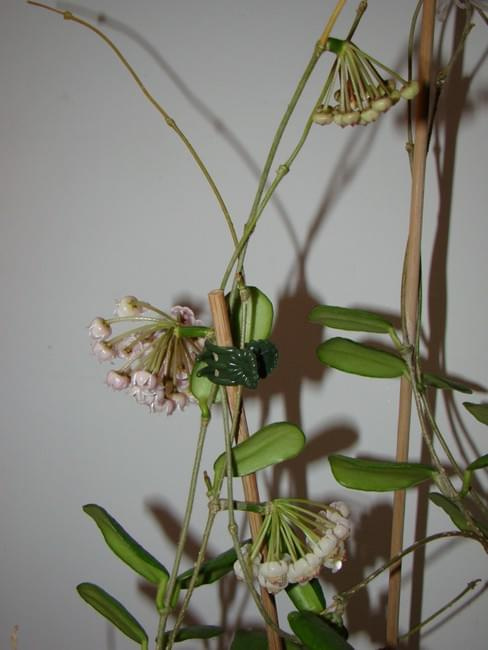Hoya rotundiflora