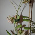 Hoya rotundiflora