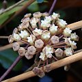 Hoya finlaysonii