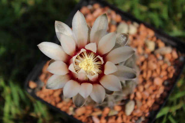 Gymnocalycium leptanthum JO 1091.1