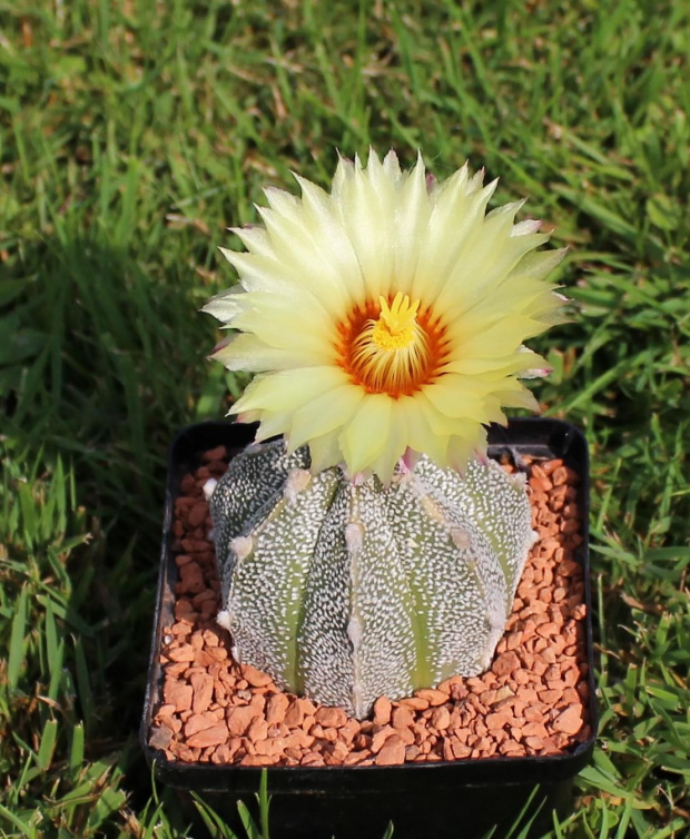 Astrophytum hydr.