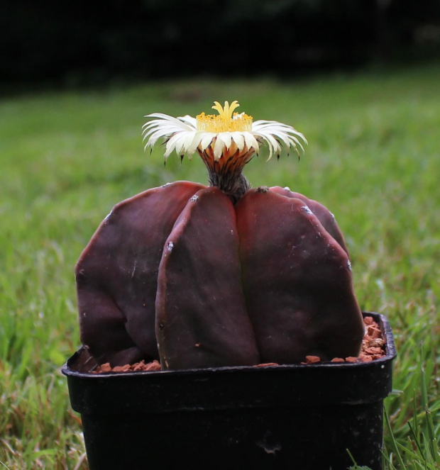 Astrophytum myriostigma 'Nudum'